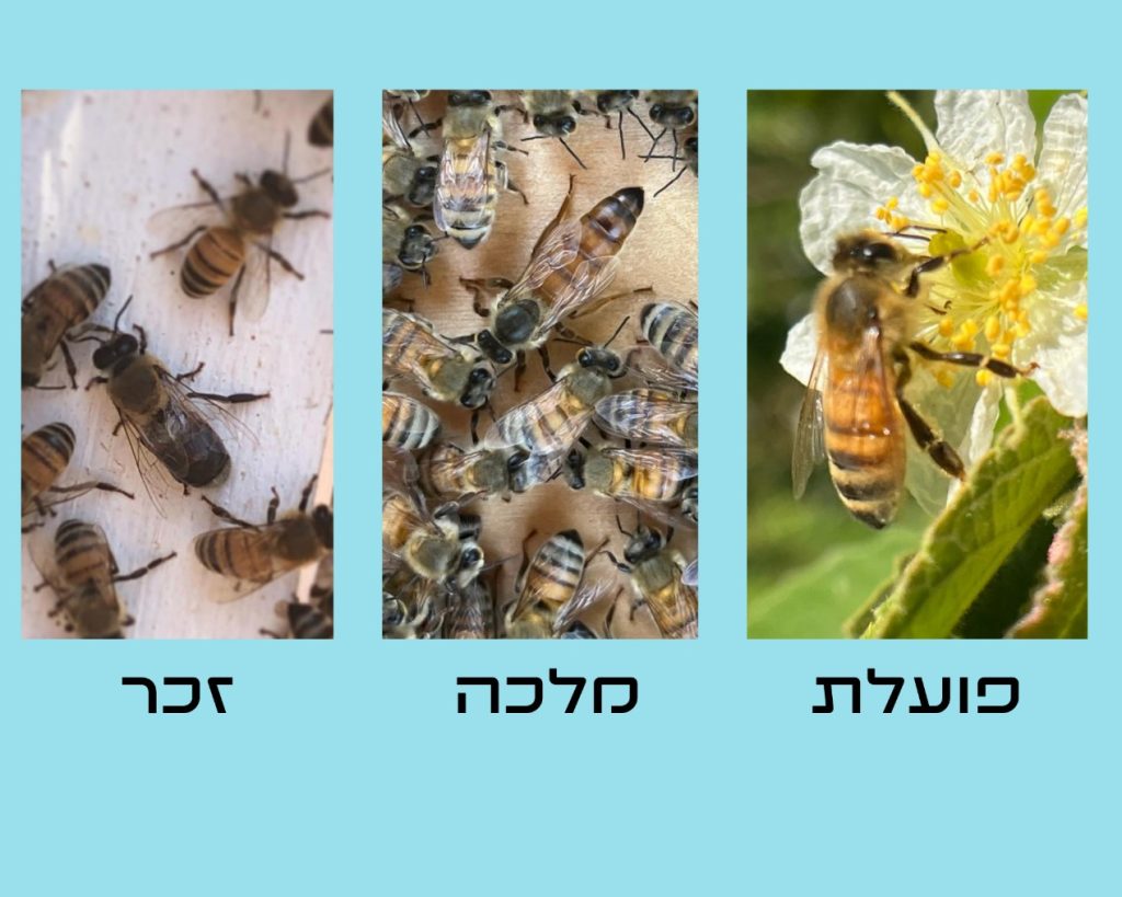 בכל כוורת חיה משפחה אחת של דבורים. אנחנו נתייחס למשפחה כאל אורגניזם אחד, ולא כאל אלפי או עשרות אלפי אורגניזמים. בכל משפחה בריאה נמצא אלפי פועלות, כ-10% זכרים ומלכה אחת.