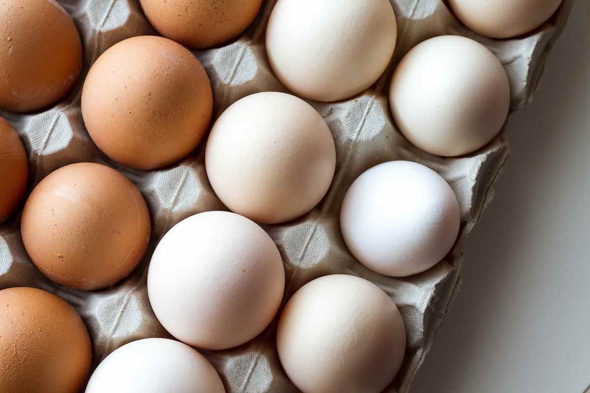 מחיר הביצים שבפיקוח עולה ב-16% - אחרי ההתייקרות של כ-7% ביולי, מחיר הביצים שפיקוח יעלה שוב החל מחודש פברואר וינוע בין 12.89 שקל לביצים בגודל בינוני ועד 15.19 לגודל ענק. מדובר בהתייקרות של כ-2 שקלים